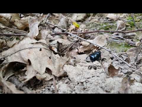 Żuk obieżyświat - wędrówka żuka leśnego przez las