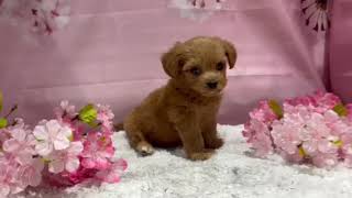 ハーフ犬の動画01