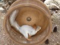 Squirrel on wheel Белки - шустрики 