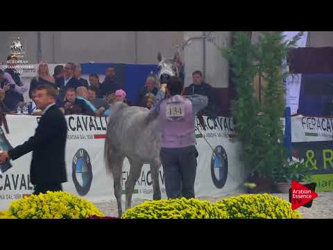 N.134 DA ALIHANDRA - Verona 2017 - 2 Years Old Fillies (Class 3)