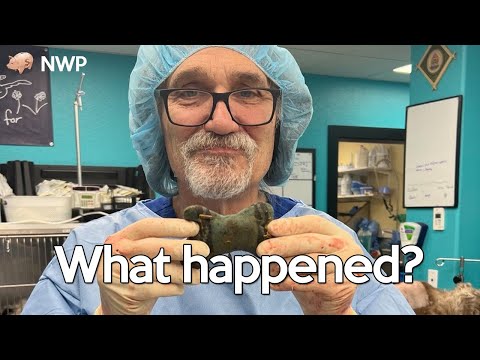 Dr. Jeff: Rocky Mountain Vet Health Update – What Happened?