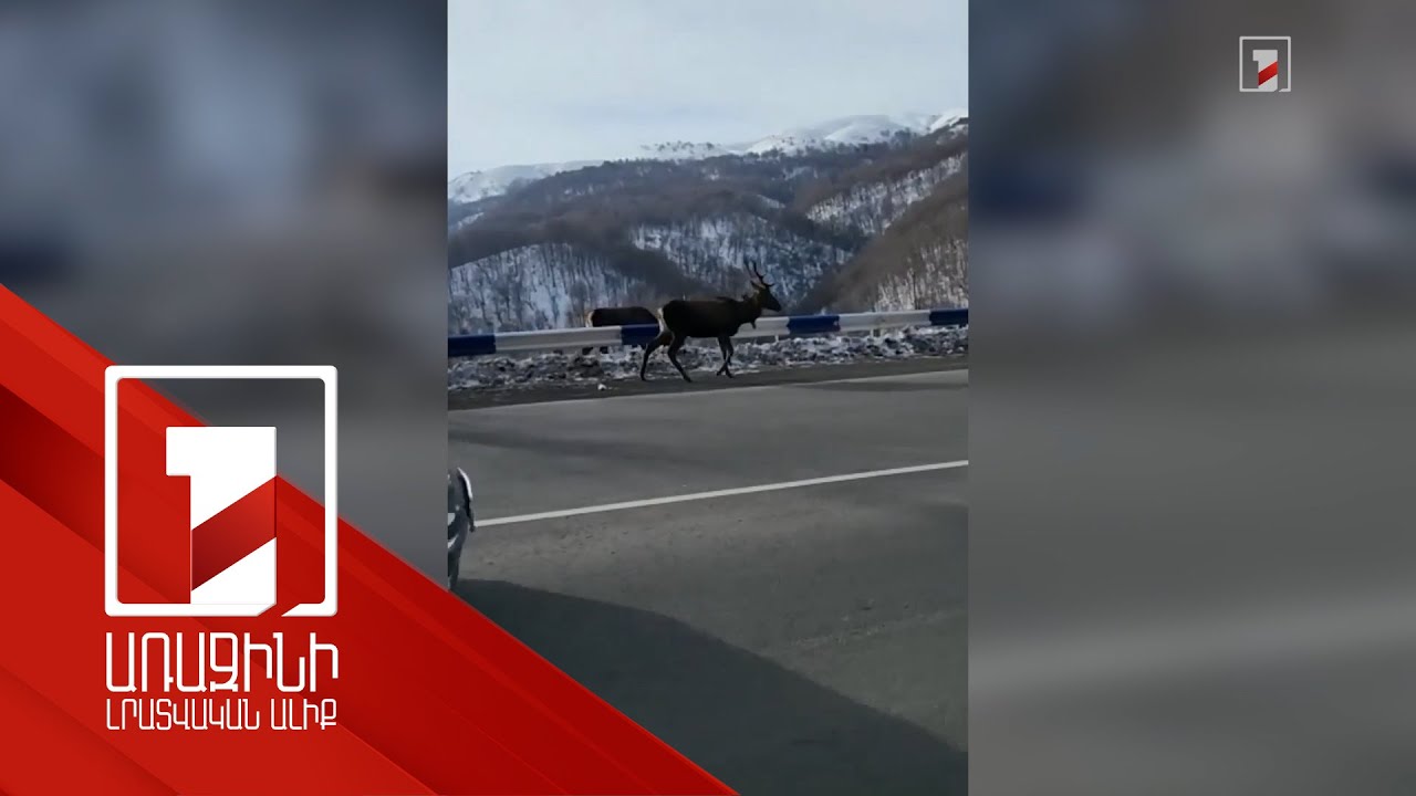 Կովկասյան ազնվացեղ եղջերուների զբոսանքը Դիլիջանում