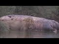 Nile Crocodile Vs African Lion Compilation Video