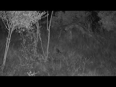 Djuma: Genet on the prowl - 23:02 - 06/02/21
