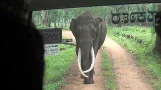 preview picture of video 'Elephant attack on safari ( Kabini Safari )'