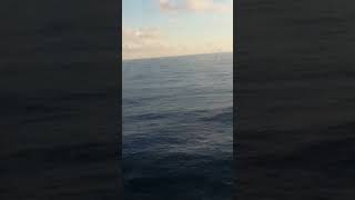 J&D on the sea.#travel #weddingonthesea #carnival #carnivalmagic