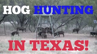 Hog Hunting in Texas!!!