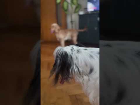 🐶 Loki ve Cookie’nin Lazer Çılgınlığı! 🔴 Eğlence Dolu Yağmurlu Gün Oyunu