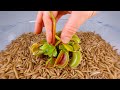 10 000 Mealworms Vs VENUS FLYTRAP