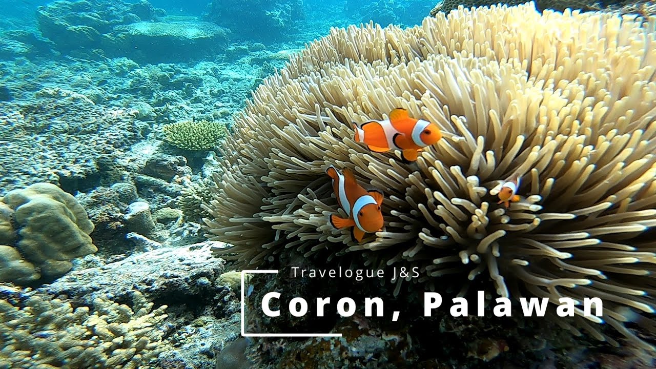 Discover a cativating glimpse of vibrant Lusong Coral Garden.