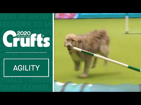 Video – Perro Agilidad: el espectáculo más grande de su tipo en el mundo