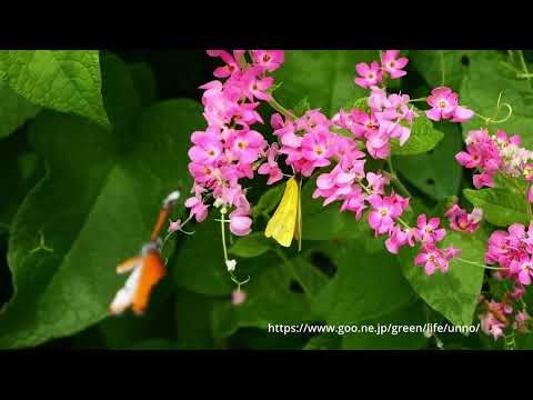 キシタウラナミシロチョウの飛翔