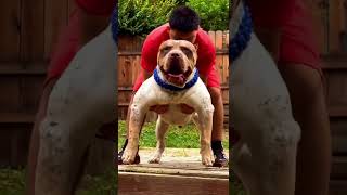 American Bully Xl - Pitbull Family #shorts