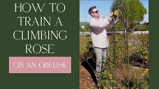 How To Train a Climbing Rose on an Obelisk