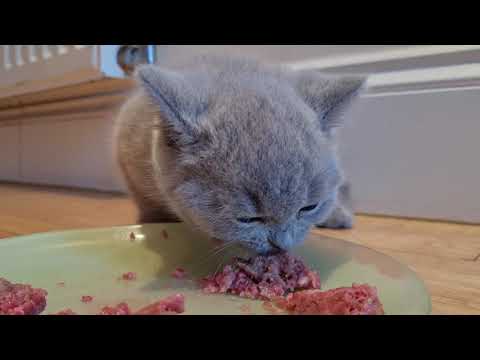 Raw Kitten Food | May the British Shorthair Kitten