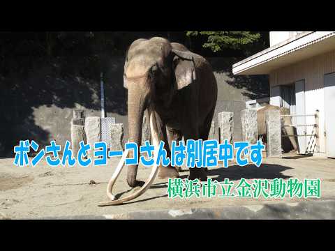 金沢動物園 ゾウ」のYahoo!リアルタイム検索 - X（旧Twitter）を