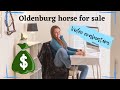 Oldenburg horse for sale video evaluation