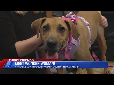 Furry Friends: Meet Wonder Woman! - YouTube