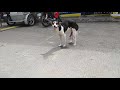 Shorts Uncut Dogs Pe Not Normal At First But Turned Back To Normal After 45 Minutes