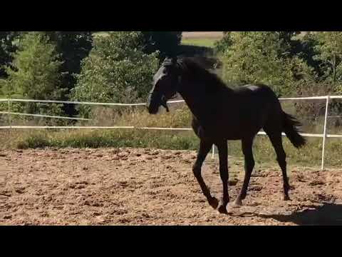 Hengste from Cadeau Noir