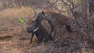 Hiena ataca enorme javali africano e veja o que aconteceu!!!