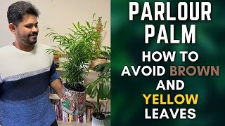 Parlour Palm | Tips To Avoid Brown and Yellow Leaves | M and MM Plants