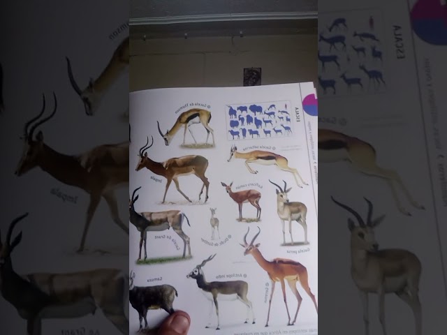 Vídeo relacionado con Fauna (nueva edición): El mundo secreto de los animales (Enciclopedia visual)