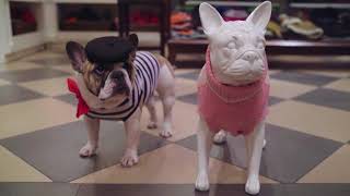Welcome to Canine Styles | The Only Dog Lifestyle Brand in the World!