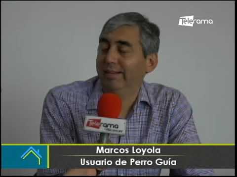 Perro guía brinda apoyo al desplazamiento de personas con discapacidad visual