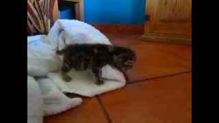 preview picture of video 'Wobbly Baby Kitten Takes First Steps! La Manzanilla, Mexico'