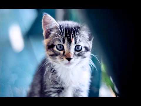 Kat Krazy feat. Elkka - Siren (Armin van Buuren Remix) [ASOT 638 Rip]