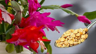 Real Treasure for Christmas Cactus! Just a Few Teaspoons for Blooms Like Never Before! 🌺🌿