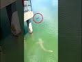 Shark vs Alligator - Vía thedailygator