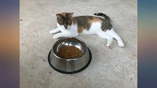 Royal Canin Appetite Control Spayed//Neutered Dry Adult Cat Food review