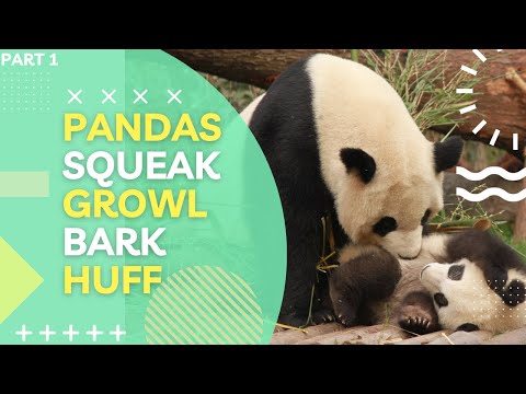 Wild life Pandas Sound: Squeaking, Growling, Barking to Huffing | A Panda's World |  Listen and Hear