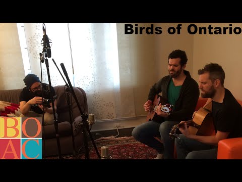 Band on a Couch - Birds of Ontario