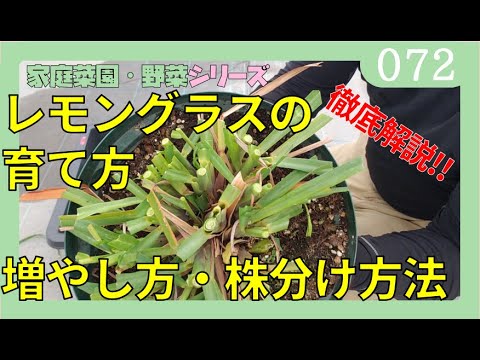 ススキの管理方法は？エレファントグラスの植え方、剪定、肥料のやり方に関するヒント  庭園