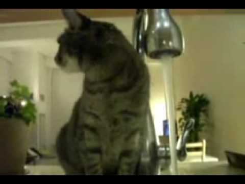 Silly kitty drinking water!