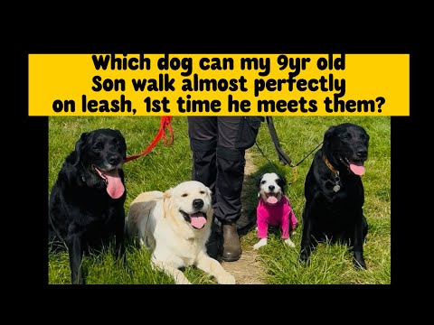 Walkies With Perks video.