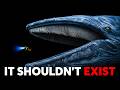 Why The Entire Ocean Should Be Terrified Of Blue Whales