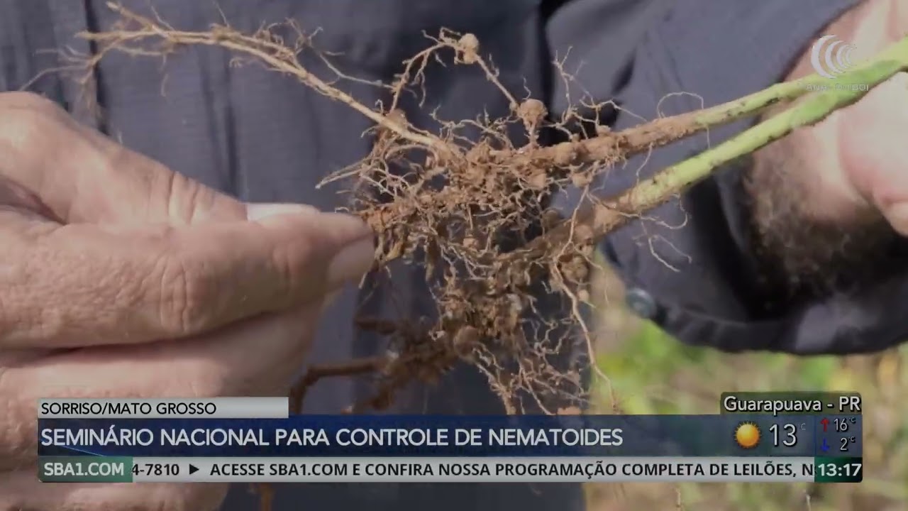 Seminário Nacional em Mato Grosso para controle de nematoides