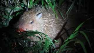 preview picture of video 'Puerto Maldonado Tambopata Amazing Capibara  night tour animal'