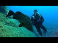 Barrakudas, Zackenbarsche und Stachelrochen - ohne 1,5 Meter Mindestabstand!, Petrodivers, Porto Petro, Mallorca, Spanien, Balearen