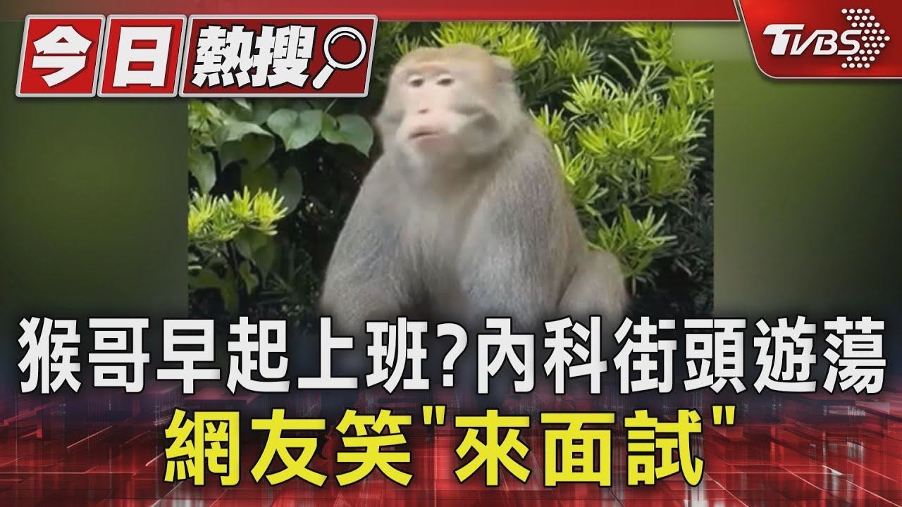 猴哥早起上班?內科街頭遊蕩 網友笑「來面試」