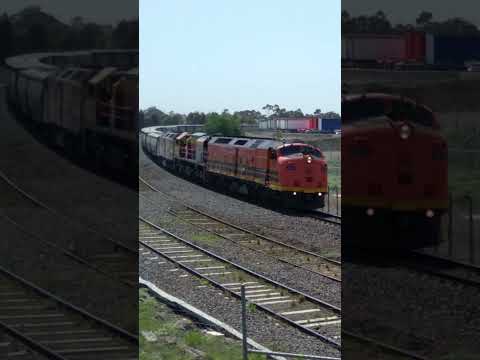 RARE Daylight SSR Grain with CLF2! #Short