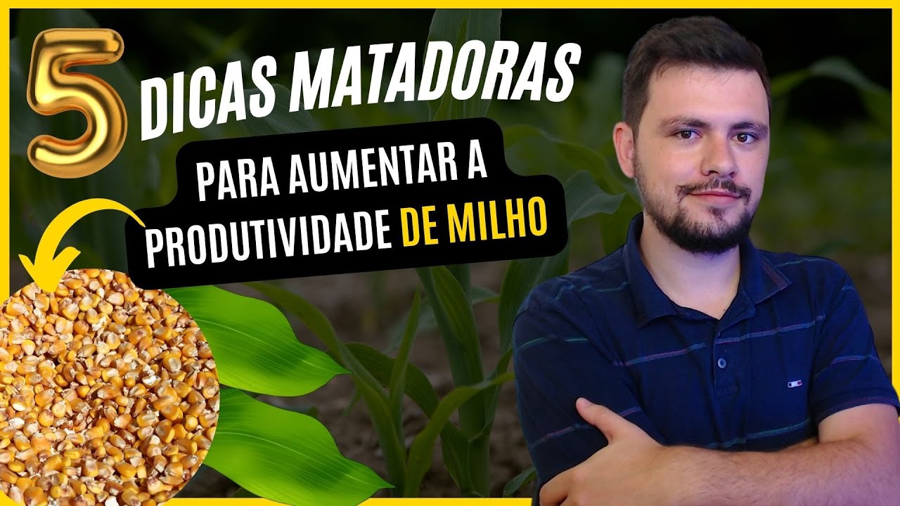 5 Dicas para aumentar a produtividade de Milho