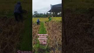 Download lagu SAMPAI JUGA AKHIRNYA ALHAMDULILLAH #sawah #farming #information #beranda mp3