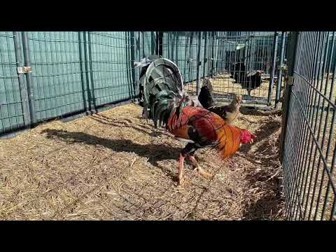 Yellow leg hatch con Fl eye grey.