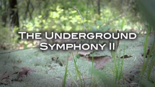 The Underground Symphony II