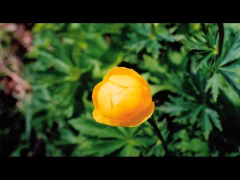 Anibal Troilo vals tanda